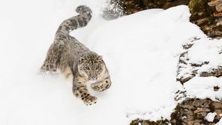 2GJA8EW Snow leopard in winter snow.