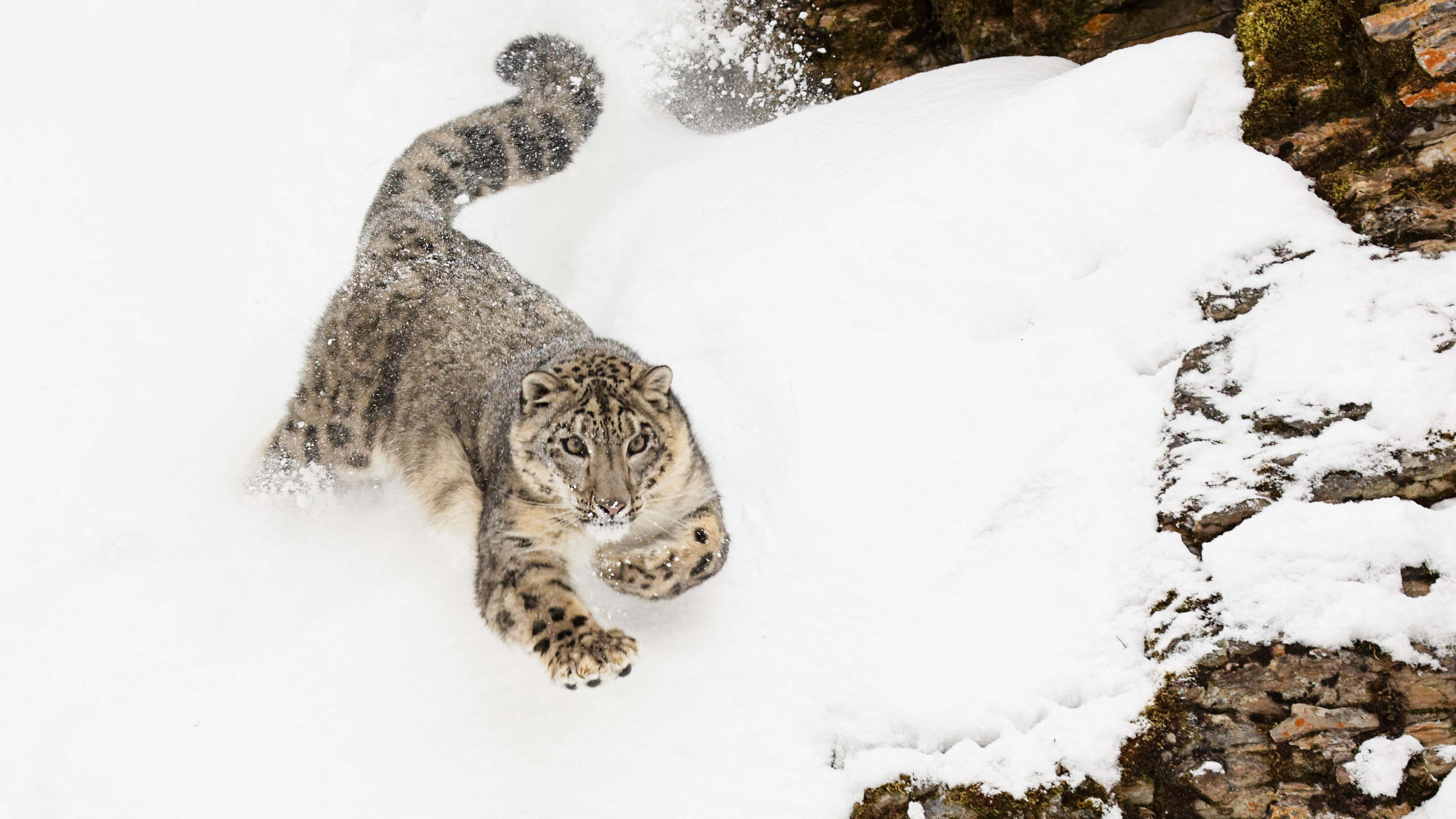 2GJA8EW Snow leopard in winter snow.