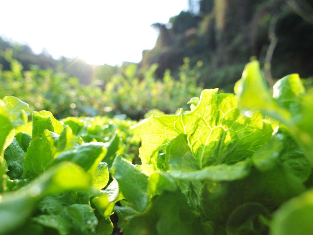 No Heads On Lettuce Plants In The Garden