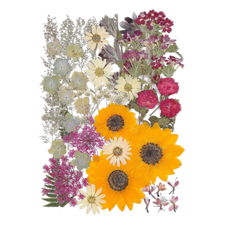 Selection of pressed flowers