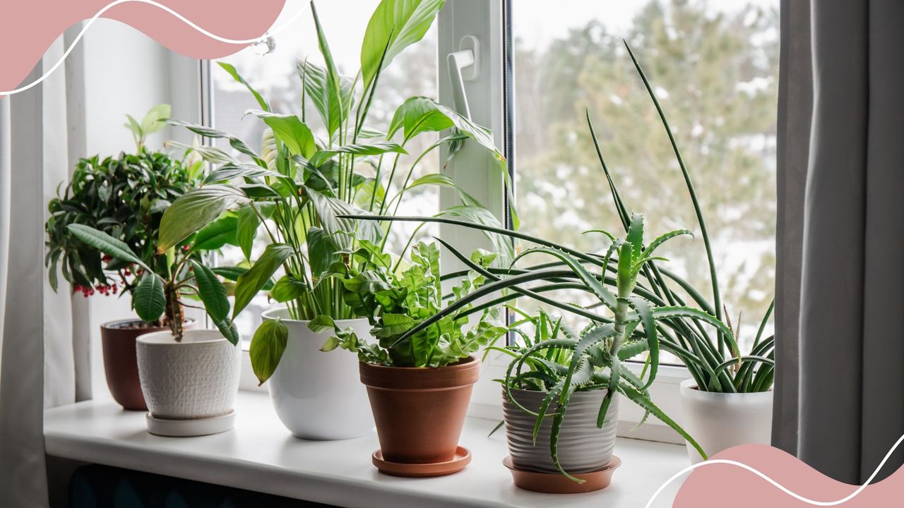 picture of various houseplants on window sill to support a guide on how to care for indoor plants