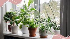 picture of various houseplants on window sill 