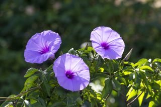 A blooming morning glory plant