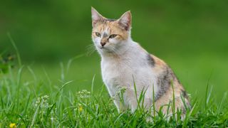 Tortoiseshell cat sat in some grass