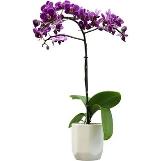 Purple Phalaenopsis Live Orchid Plant Lover Gift & White Orchid Pot, 11-15