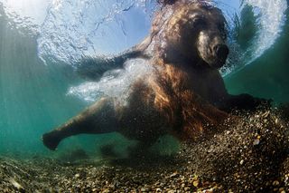 underwater photographer 2016, underwater photography contest