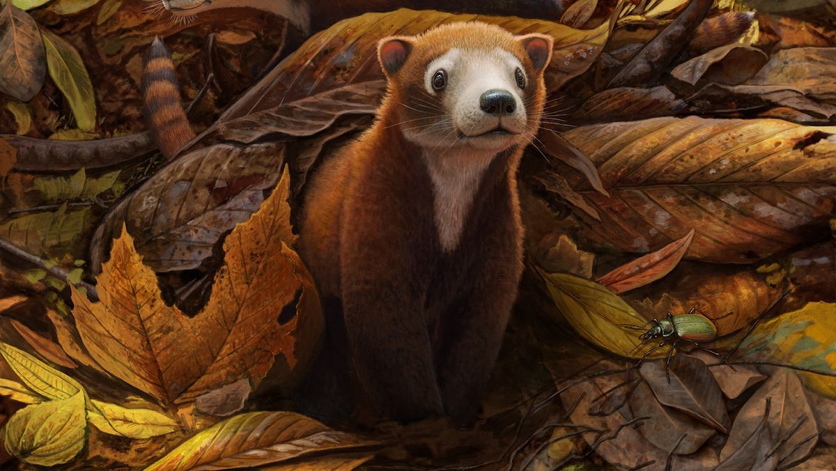 An illustration of a furry four-legged creature pokes it head and front legs out of a pile of leaves. It it brown and white with whiskers.