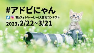 Adobe Japan Cat contest