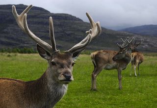 headgear, ruminants, antlers, horns, deer, sheep, cows, giraffes,