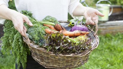 Gardener holding basket of harvested home-grown vegetables