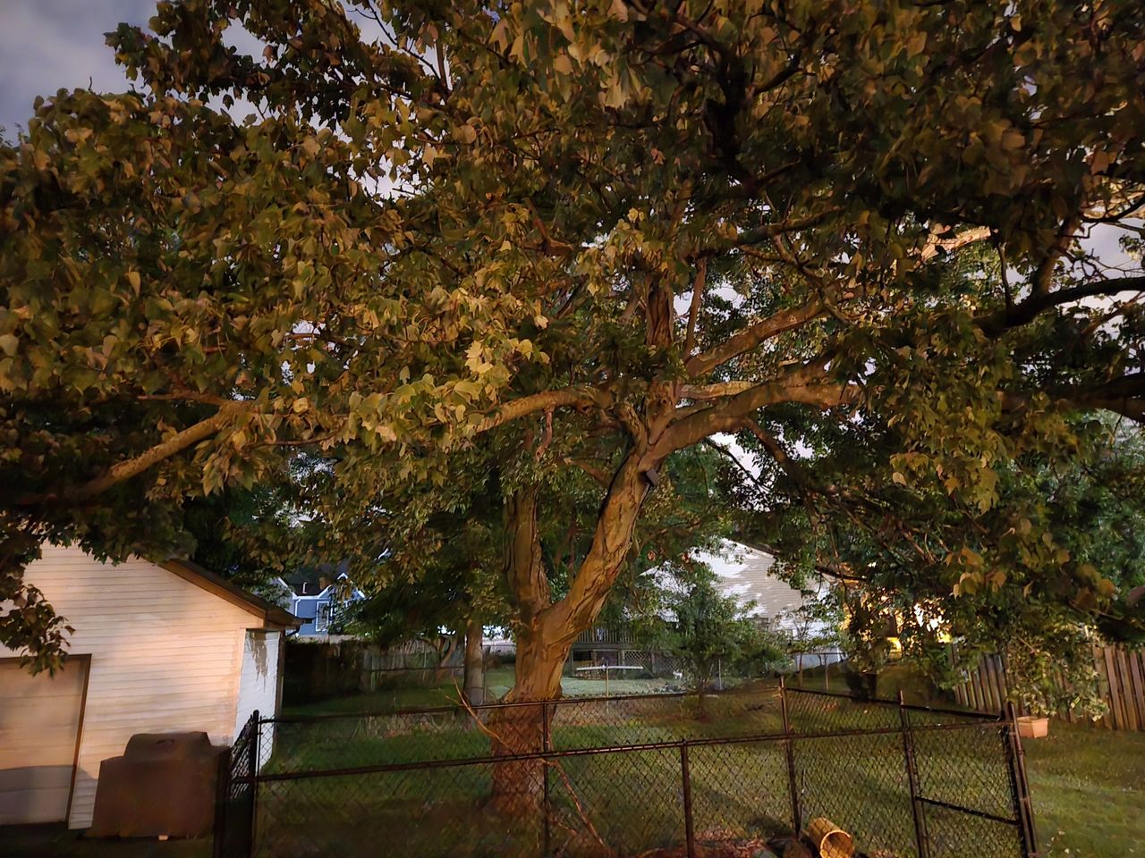 Samsung Galaxy Z Fold 6 low light sample.