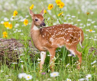 Deer-resistant spring bulbs