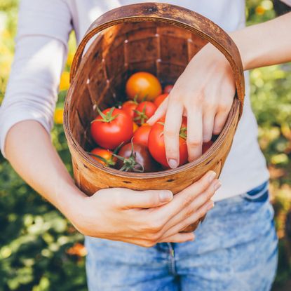 Woman harvests tomatoes