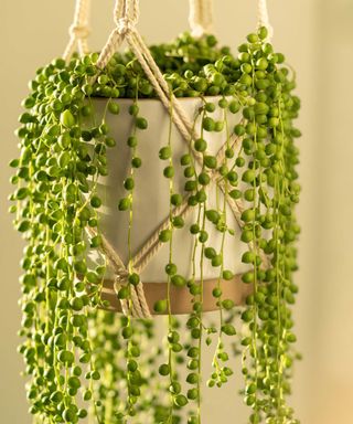 hanging string of pearls plant