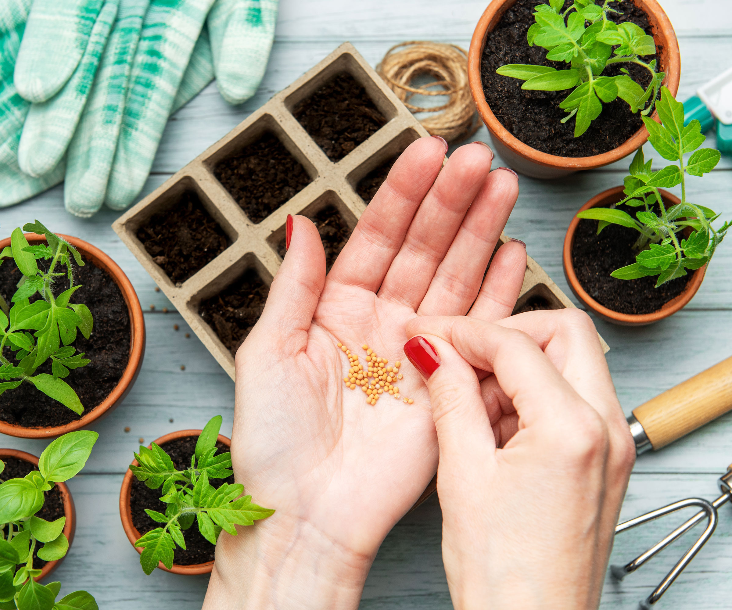 seed starting with cells, pots, gloves and trowel on pale blue table