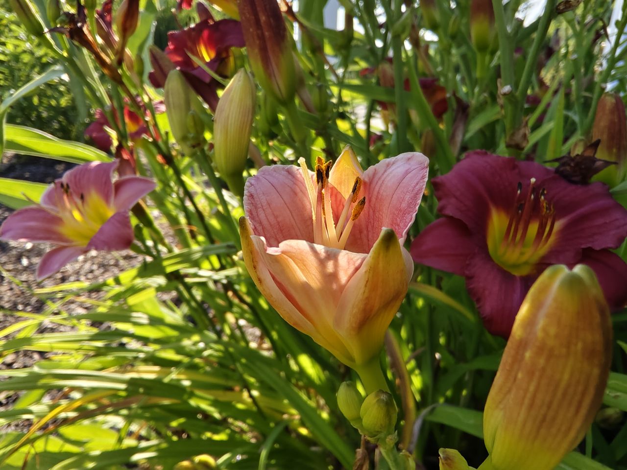 Vivo X Flip camera samples