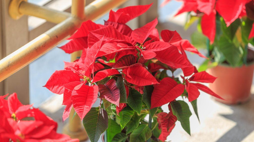 Potted poinsettia