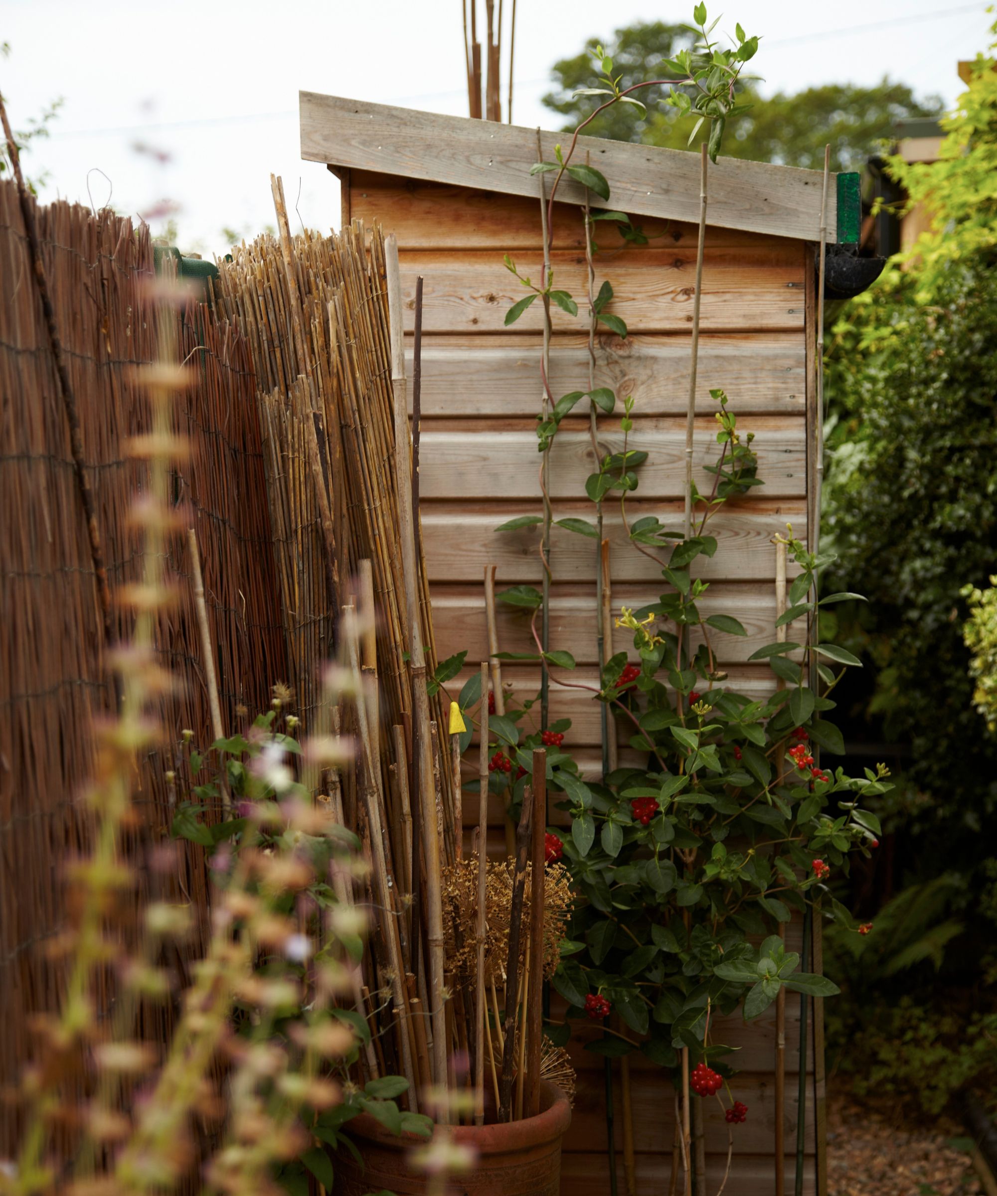 A wooden garden shed with tall climbing plants in the foreground.