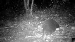 Still from trail footage of an echidna