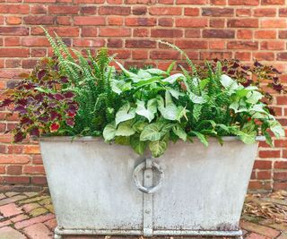 mixed plants growing in large container