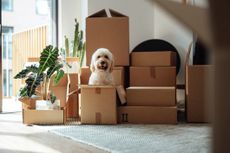 A dog sits in an empty moving box surrounded by other boxes on moving day.