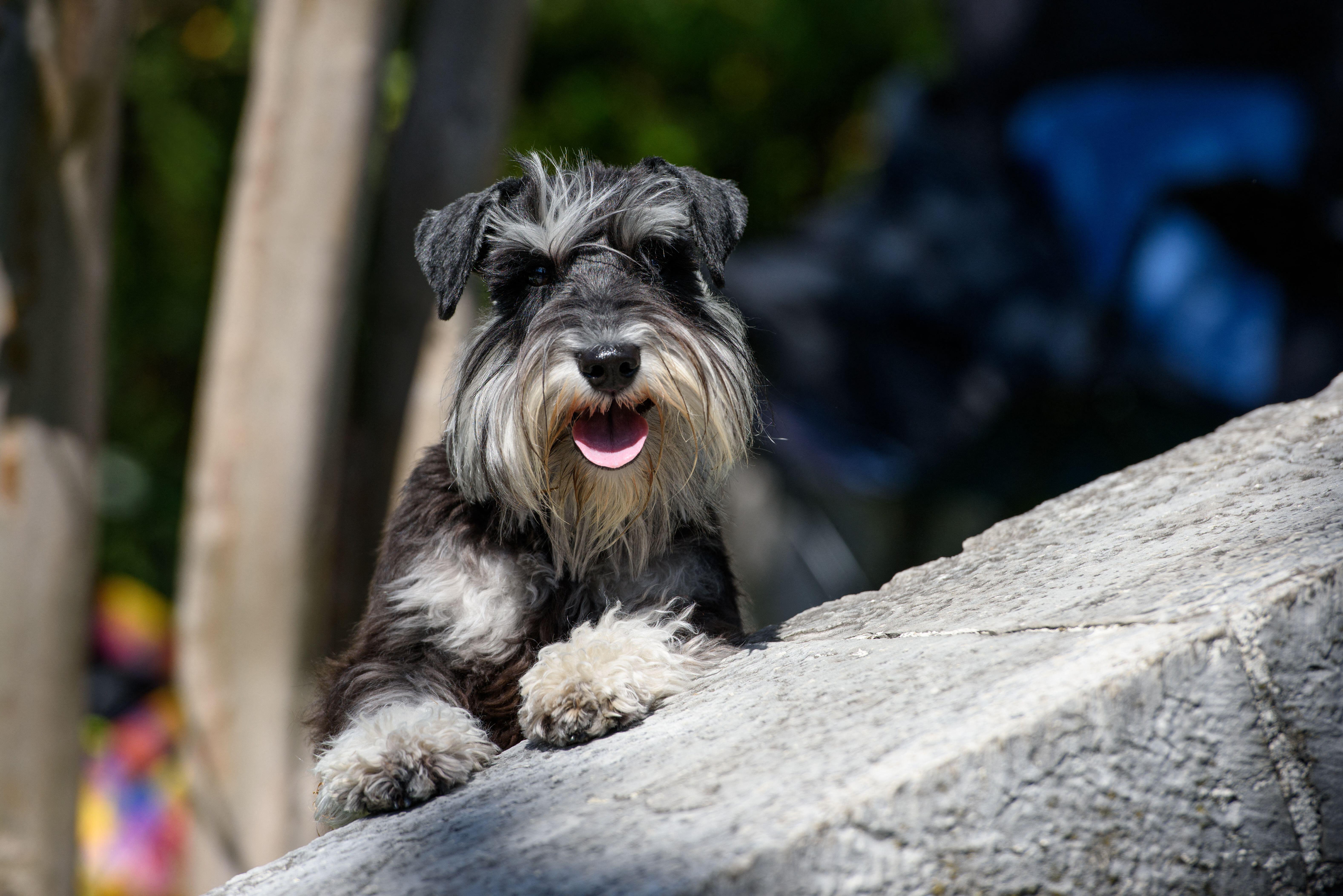 Schnauzer