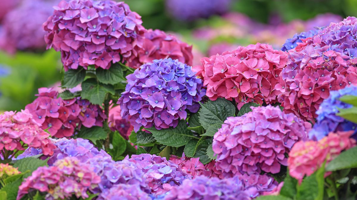 Are Hydrangeas Always Perennials? It’s Complicated – Here’s What Keeps Them Coming Back