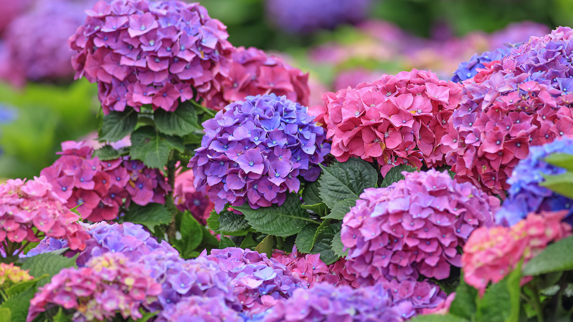 Blooming hydrangea in the garden, in shades of pink, purple and blue