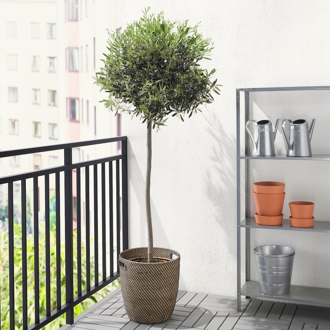 Olea Europa - Large Mediterranean Olive Tree - Circa 160cm Tall