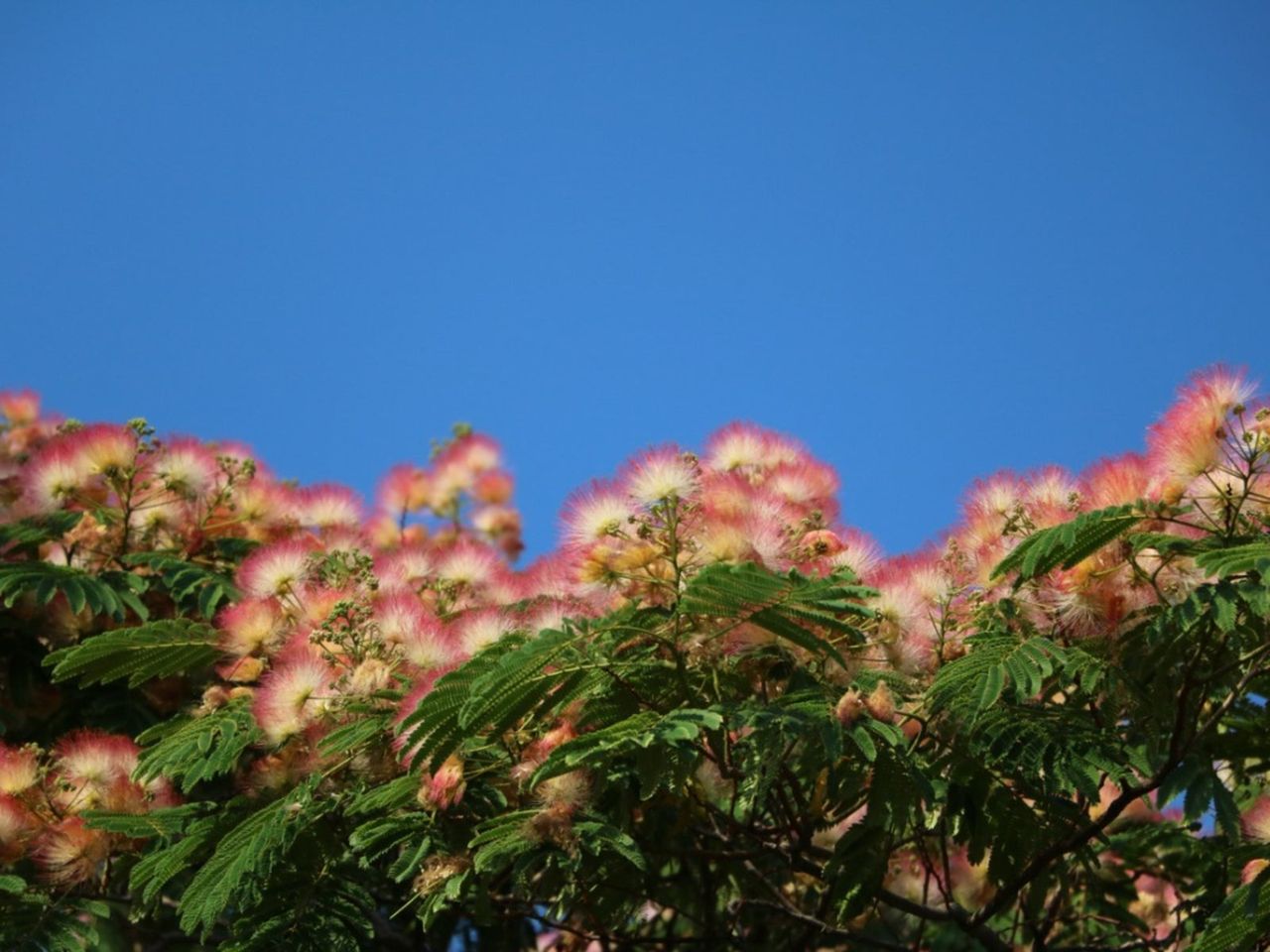 Silk Tree Mimosa