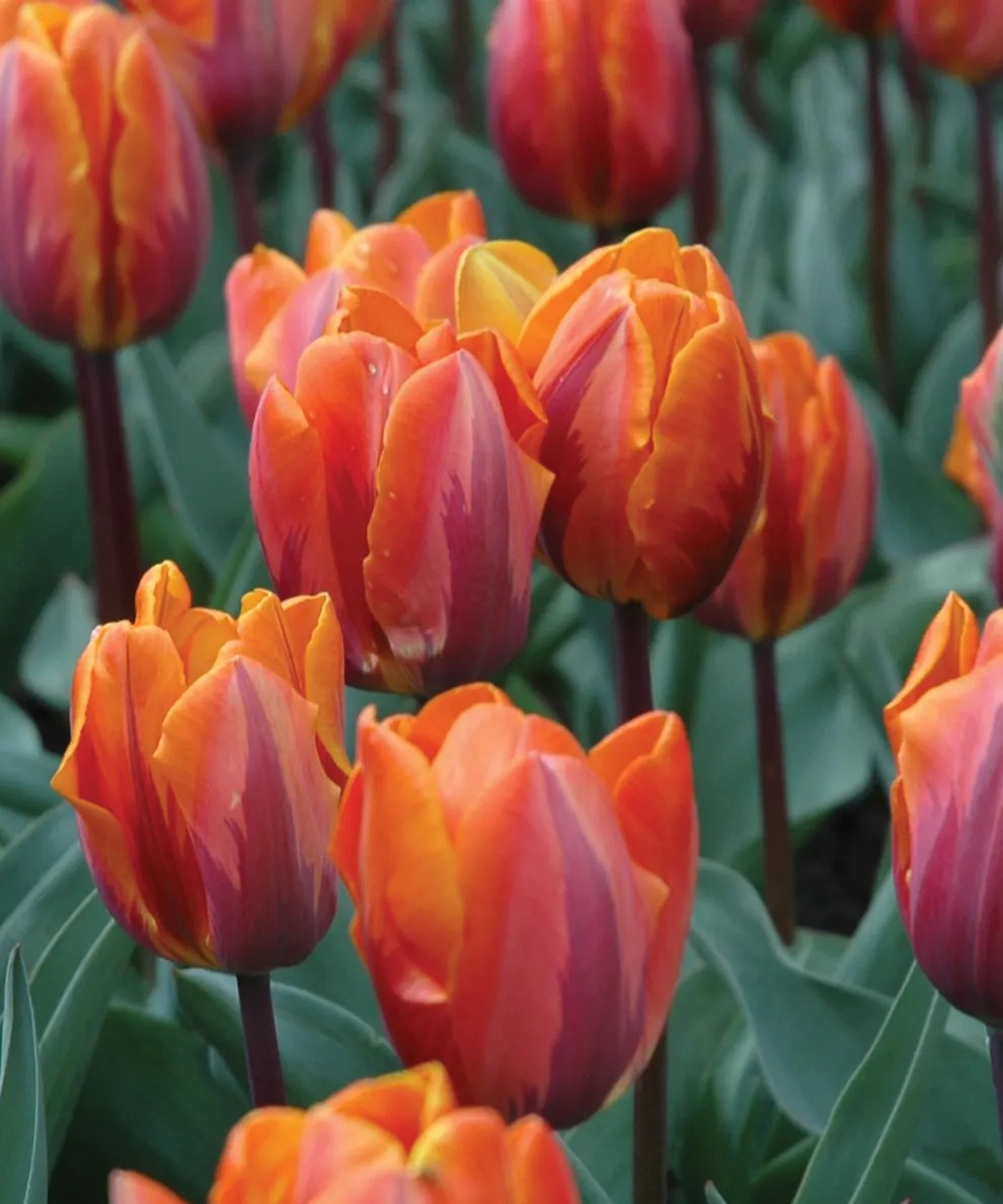Tulip 'Princess Irene'
