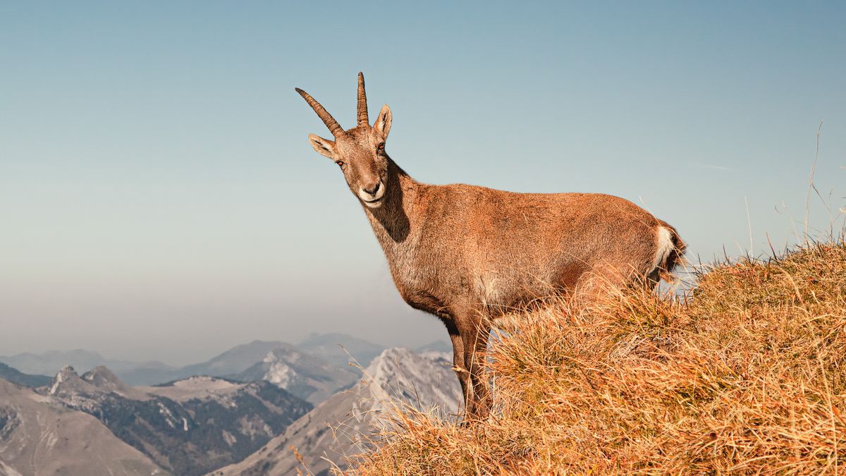 a goat standing on a mountain looking at the camera with blue sky in the background