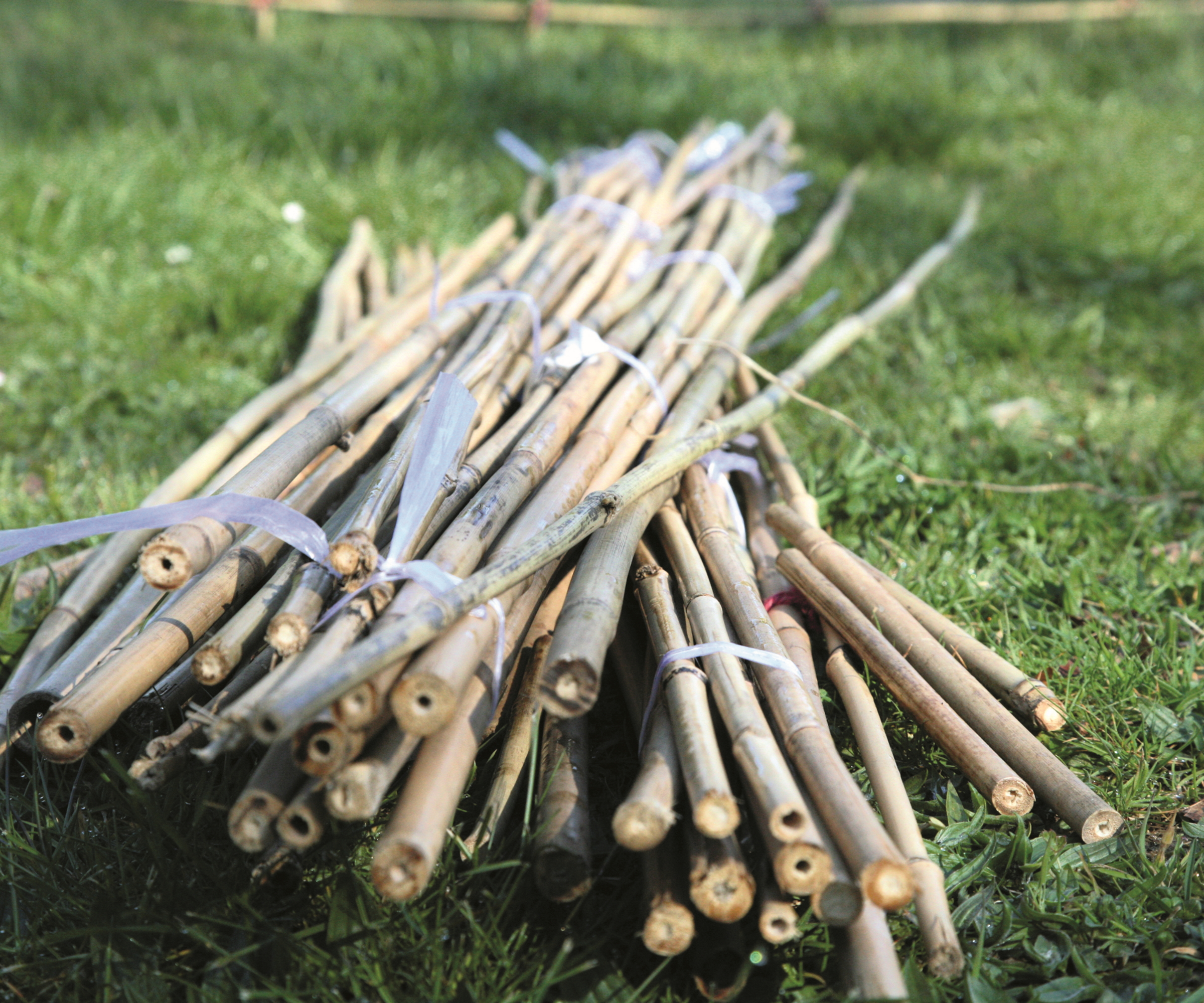 A bundle of bamboo canes lying on the grass