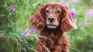 Irish Setter in field with pink flowers