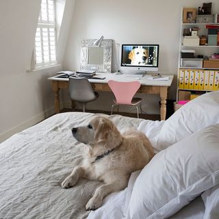 master bedroom with white wall and dog on bed