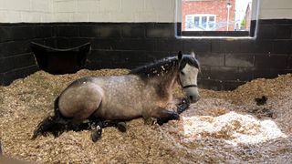 Pony lying down in bed of shavings