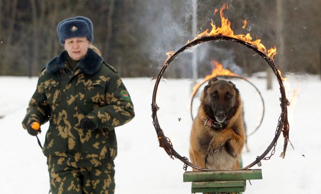 Hardest-working dogs