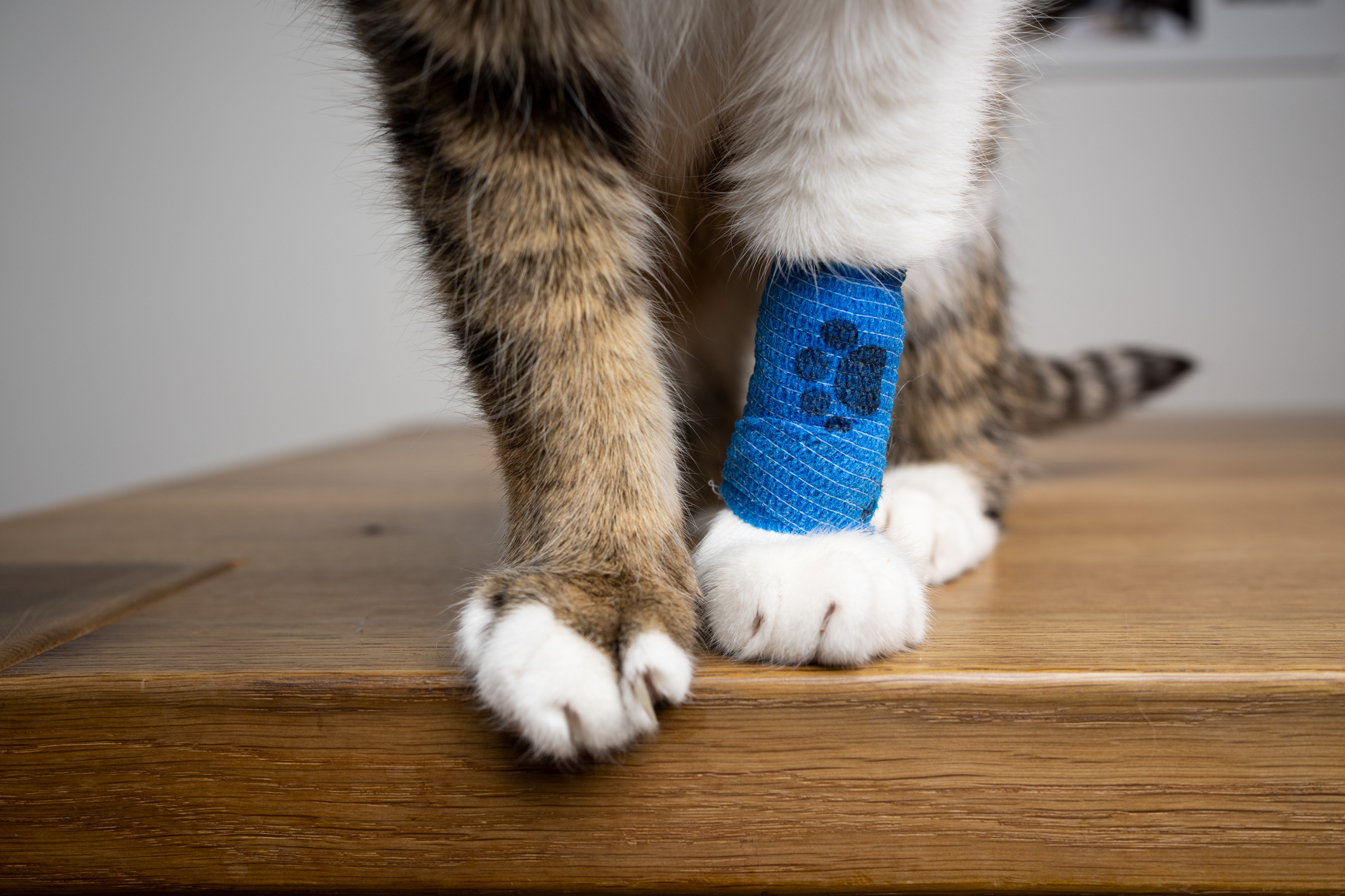A cat standing on a table with its leg bandaged.