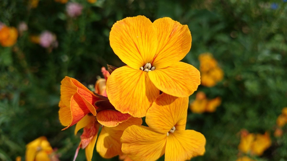 Sony Xperia Z2 camera sample