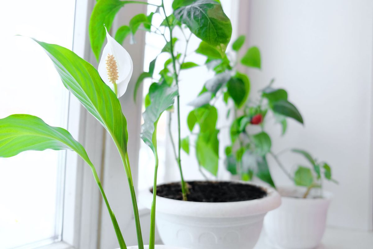 Do indoor plants purify air? Live Science