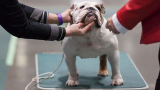 Bulldog being examined at dog show