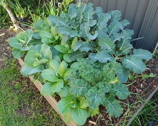 Pack choi and broccoli growing in raised bed in vegetable patch