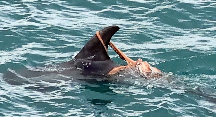 Risso's dolphin with octopus attached to dorsal fin