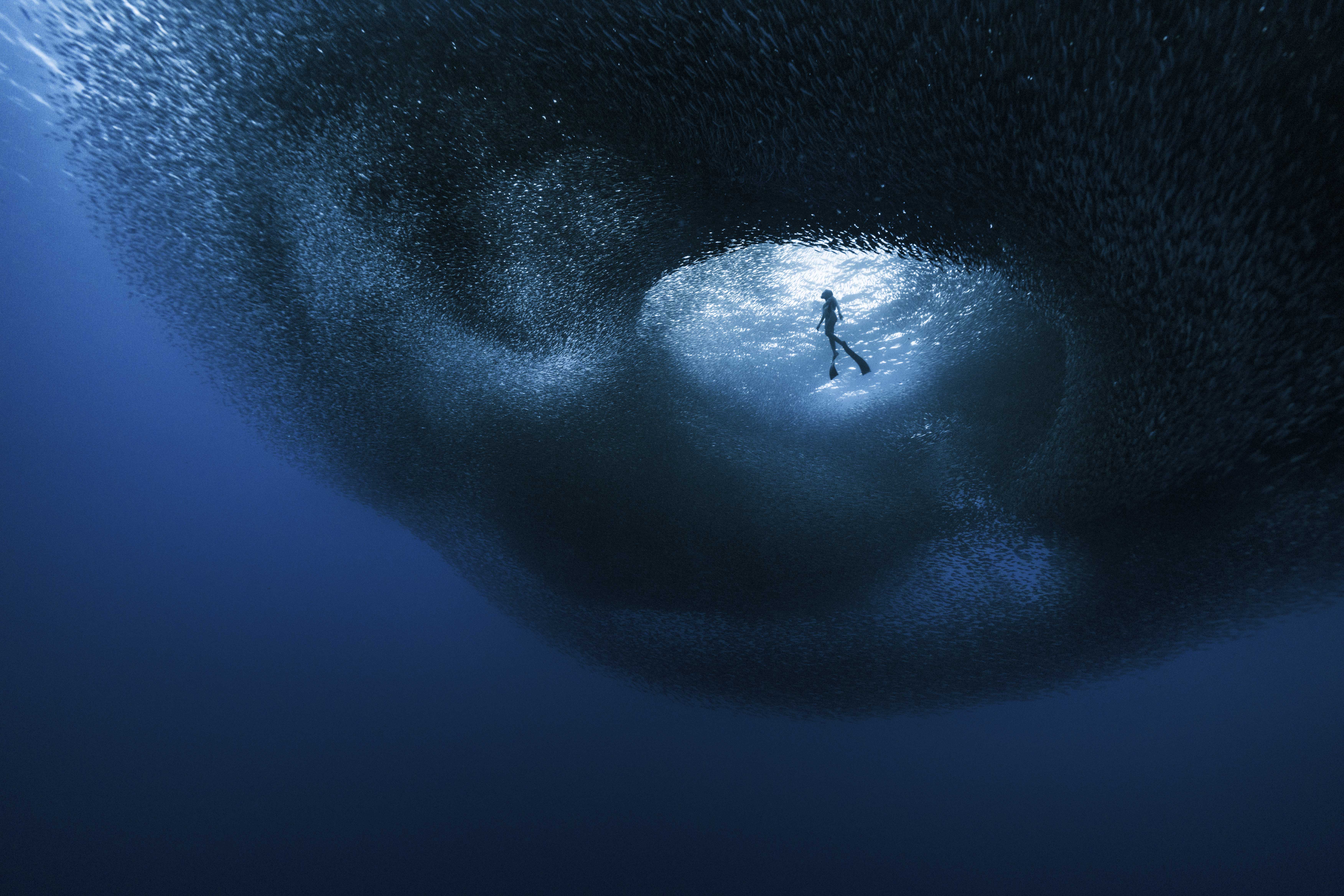 A lone freediver hovers in a shaft of light at the centre of a vast, swirling school of sardines that curves around her like a dark tunnel.