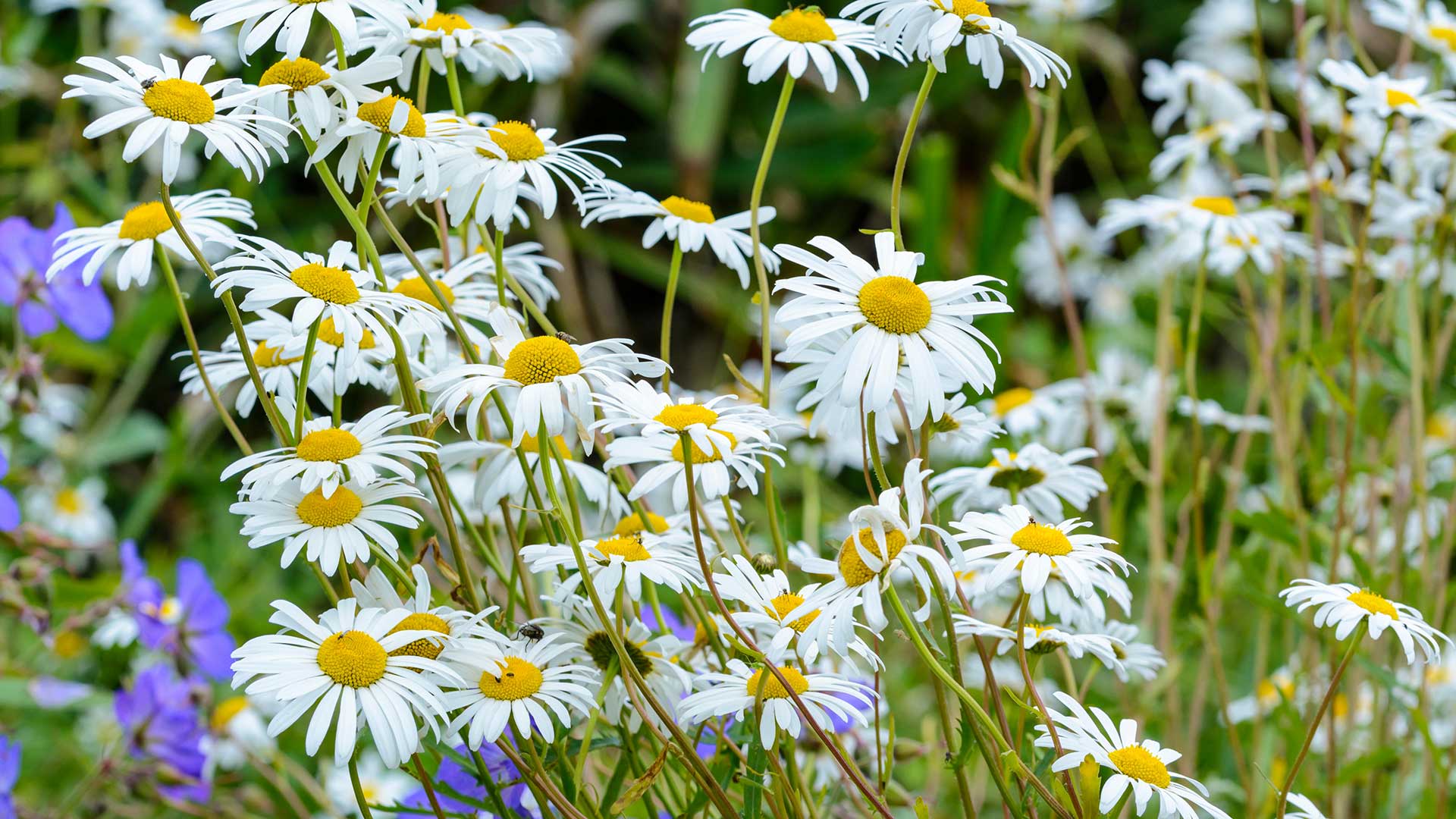 oxeye daisies in flower