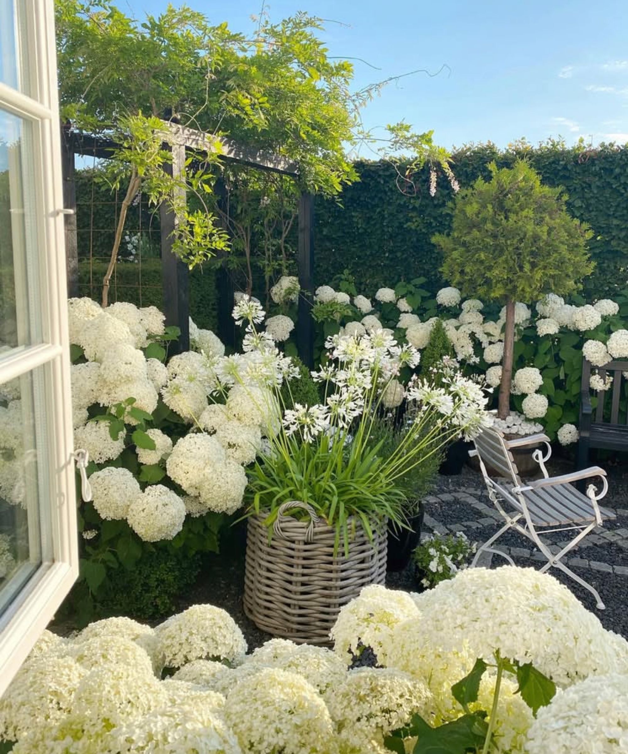 Annabelle Hydrangeas in backyard