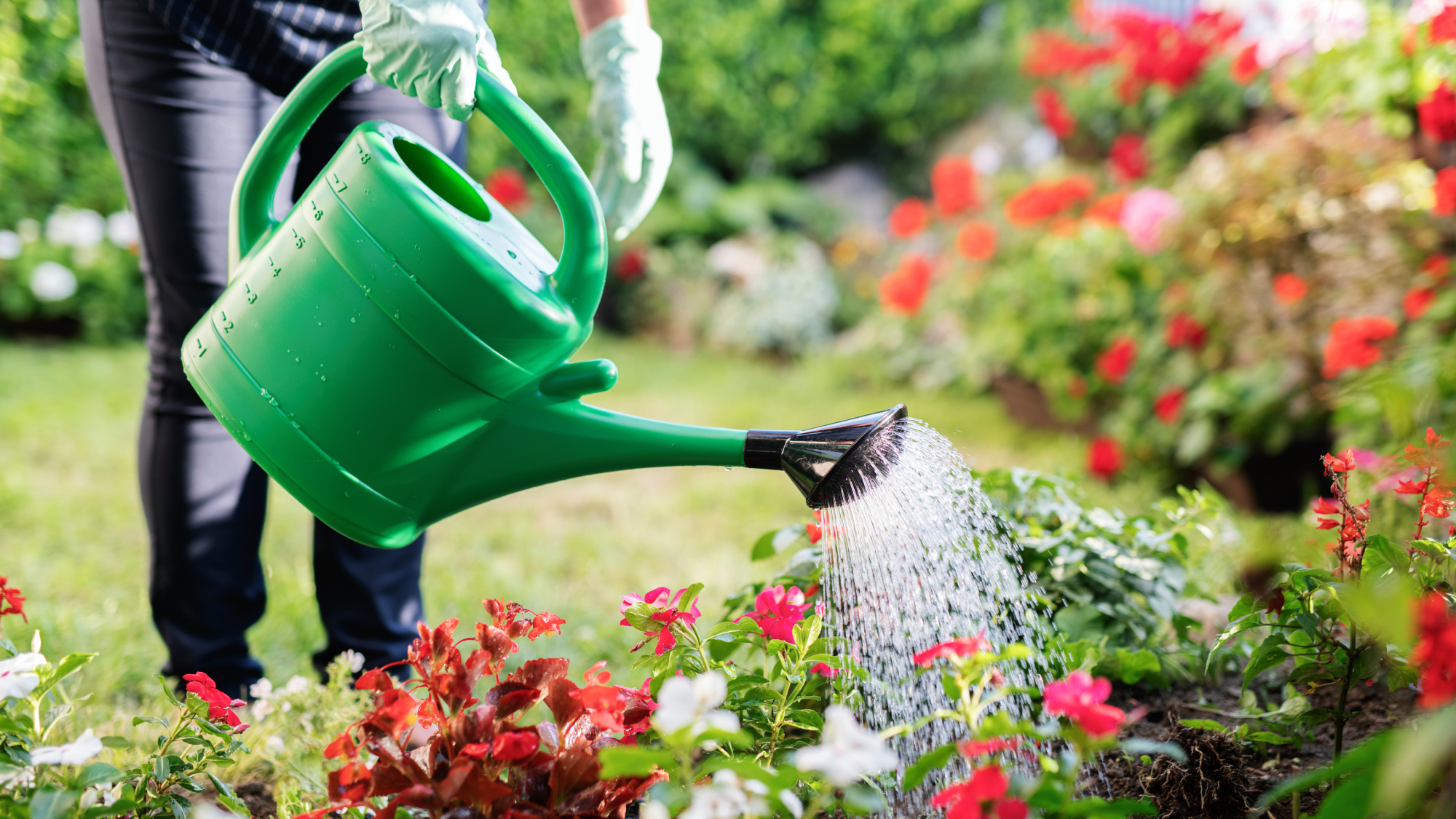 woman using watering can in garden