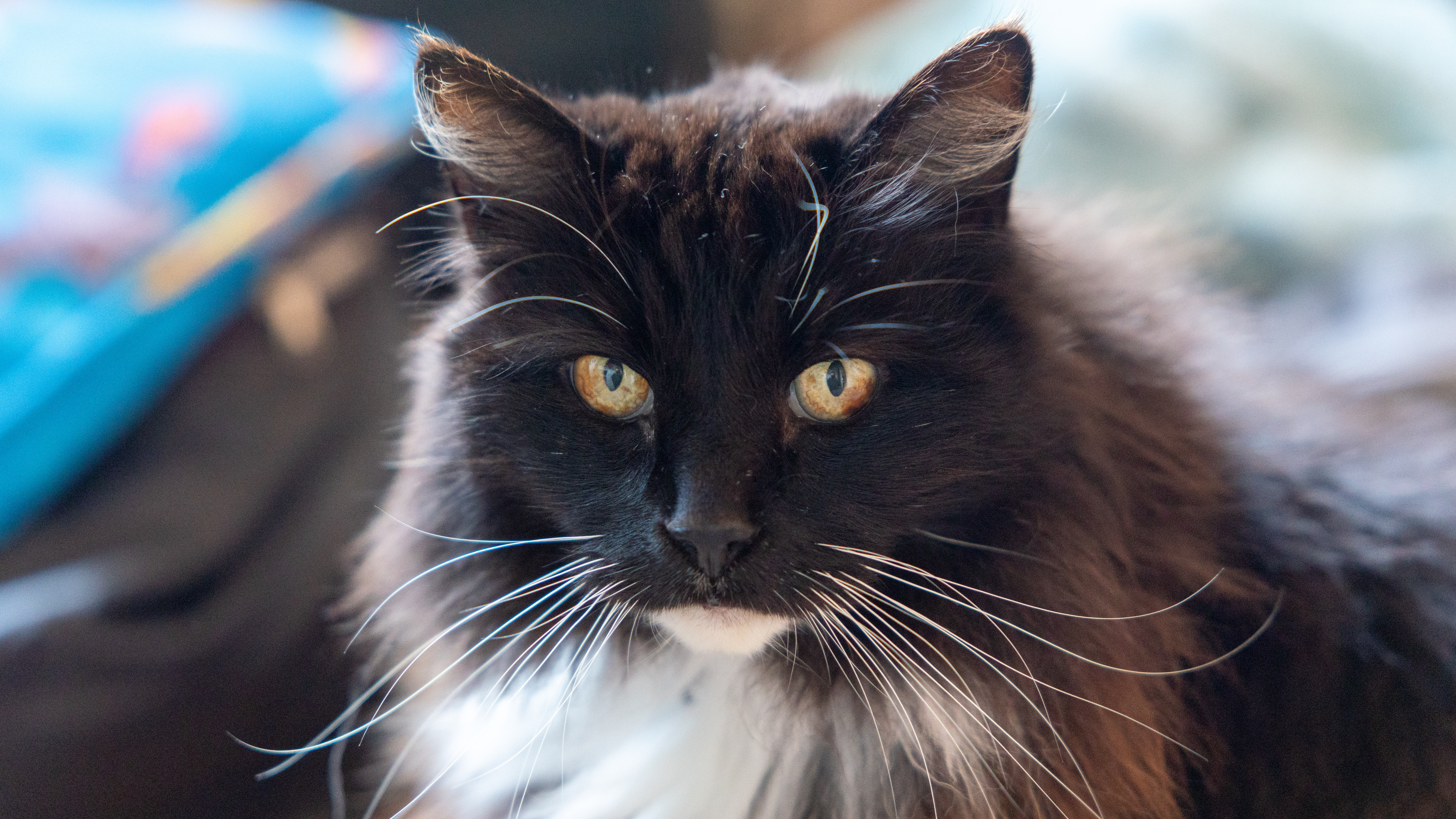A portrait shot of a black cat's face