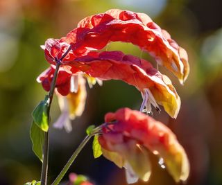 Shrimp plant flowers