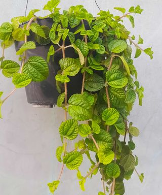 creeping Charlie in hanging planter